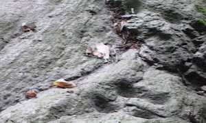 BARQUEDO CUPPELLE TULLIO