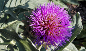 Fiore ape