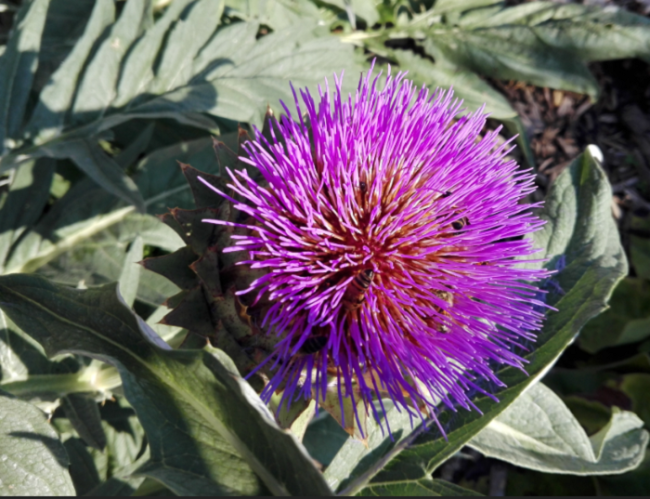 Fiore ape