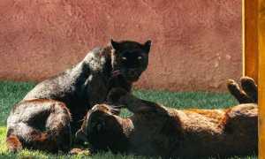 LeopardoMelanico
