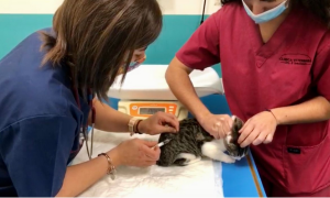 Schermata 2020 11 15 alle 11.57.40