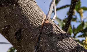 abbattimento alberi motosega
