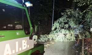 aib invorio alberi caduti