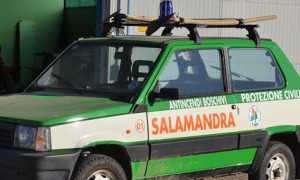 aib salamandra
