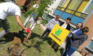 albero arona