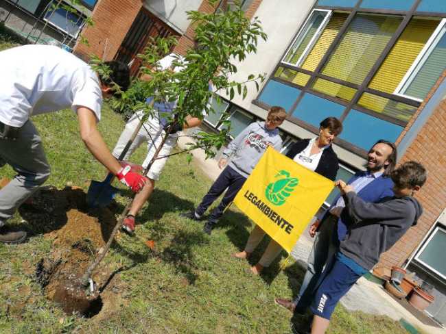 albero arona