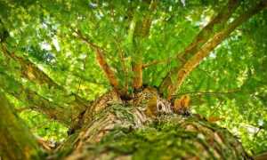 albero foto