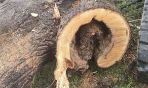 albero parco sibilia ct 25