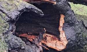 albero parco sibilia