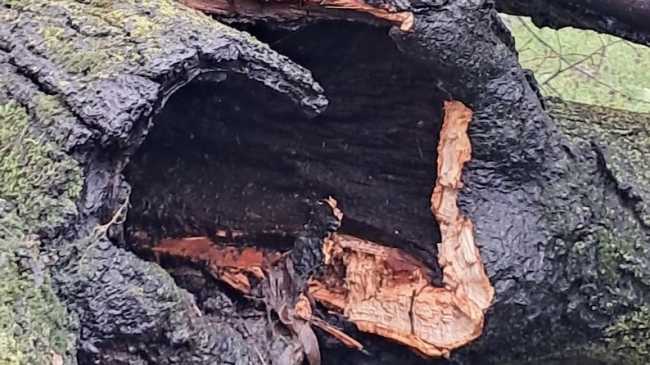 albero parco sibilia