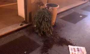 albero strappato