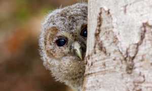 allocco foto tommaso nuti