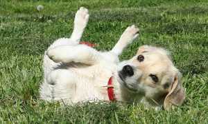 area cani