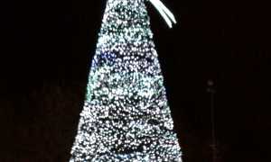 arona albero 2017