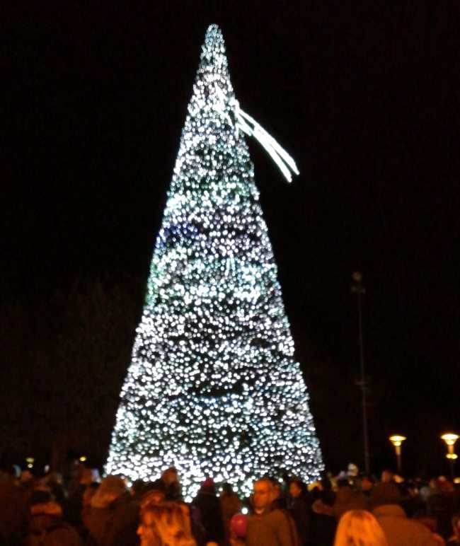 arona albero 2017