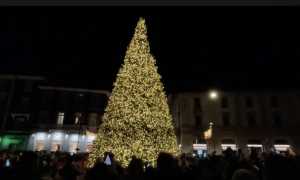 arona albero 2023