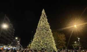 arona albero 2024