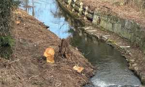 arona vevera sistemazione