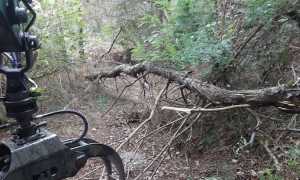 bosco solivo piante cadute