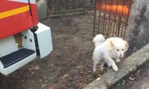 cagnolino caduto 1