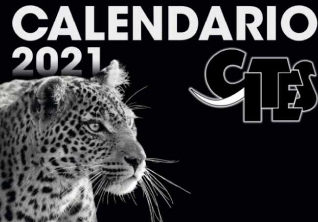 calendario cites