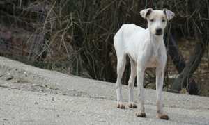 cane magro