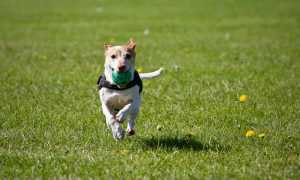 cane pallina