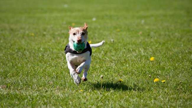 cane pallina