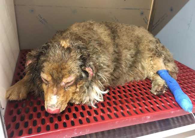 cane ustionato veterinario