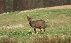 capriolo