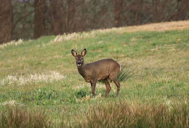 capriolo