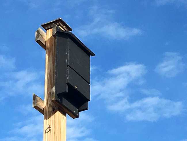 casetta pipistrelli