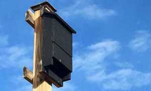 casetta pipistrelli
