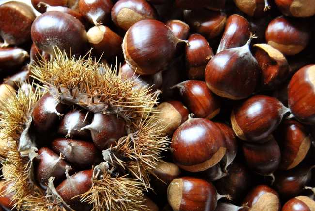 castagne foto