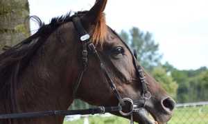 cavallo foto