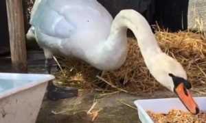 cigno alfredo