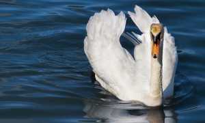 cigno