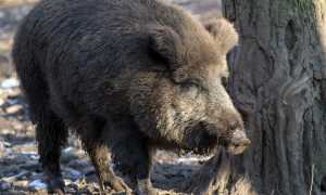 cinghiale foto