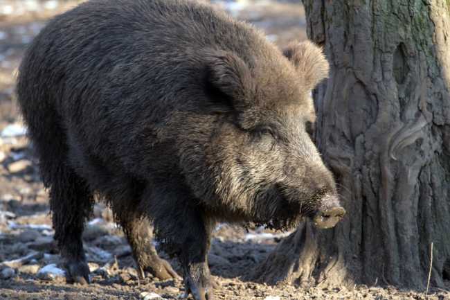 cinghiale foto