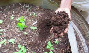 compostaggio