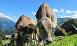 cows cow 203460 640