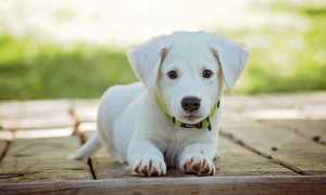 cucciolo cane