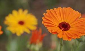 fiori