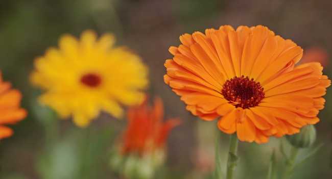 fiori