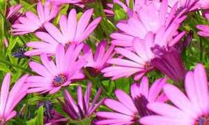 fiori rosa