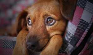 foto cane sguardo