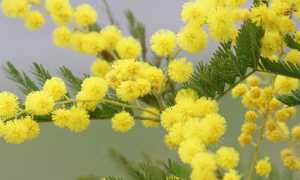 foto mimosa