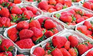 fragole