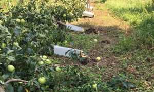 frutteto nebbiuno