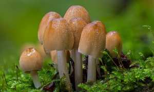 funghi foto